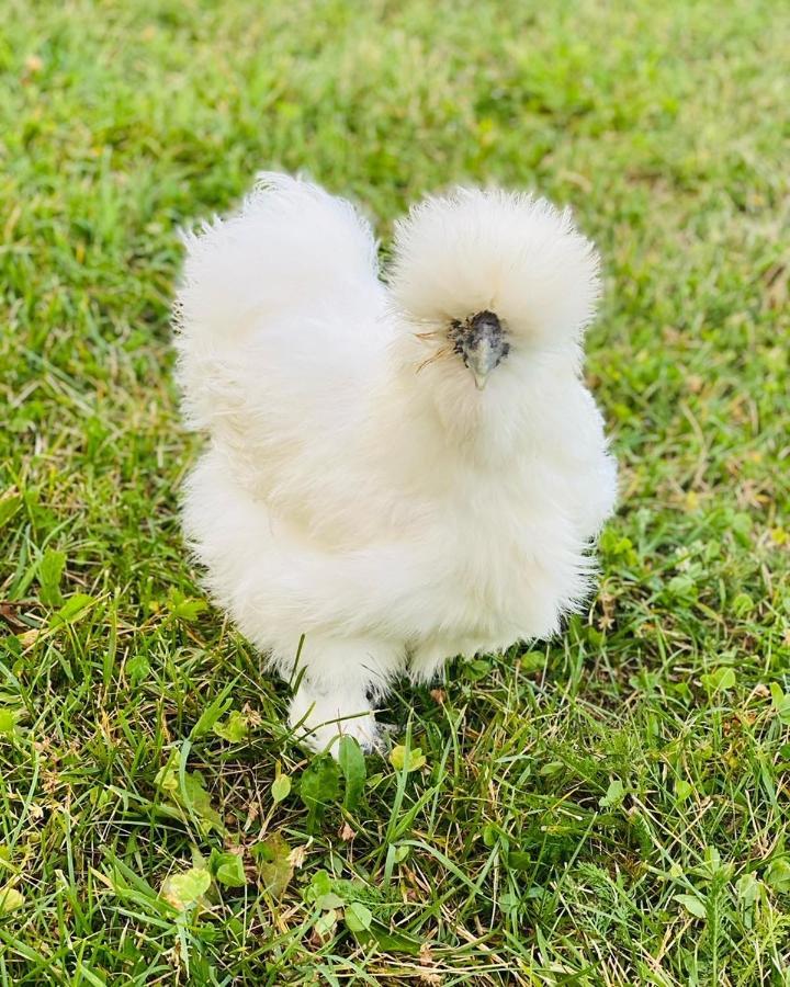 Greenvalleyglamping Sesce Pri Preboldu エクステリア 写真